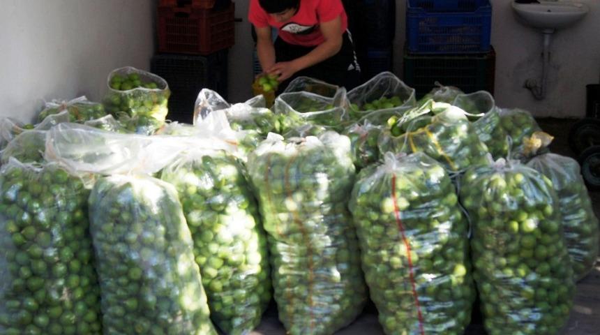 Bozdoğan ilek pazarı canlandı