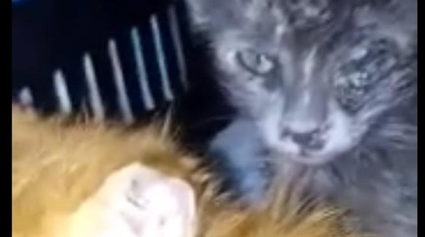 G&ouml;zleri enfeksiyon kapan 3 kedi tedavi i&ccedil;in İstanbul&rsquo;a g&ouml;nderildi