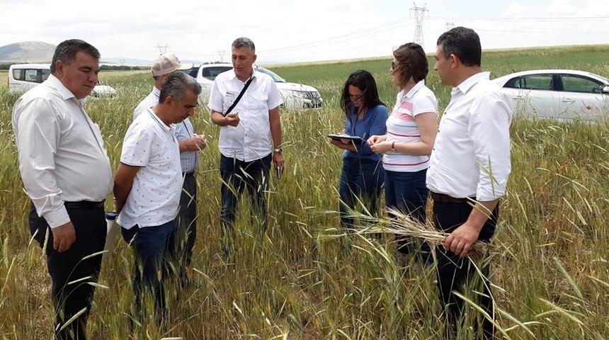 Altıntaş’ta tarım alanlarında kapsamlı incelme