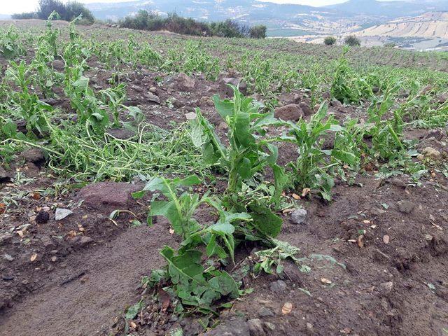 Selendi’de etkili olan dolu yağışı tarım arazilerini vurdu