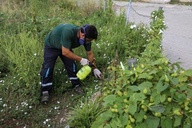 Kocaeli’de vektörle mücadele çalışmaları sürüyor