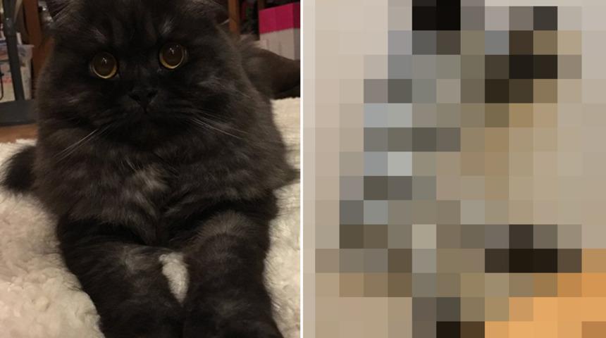 Evin kedisini alıp götürdü, geri geldiklerinde kimse gözlerine inanamadı!