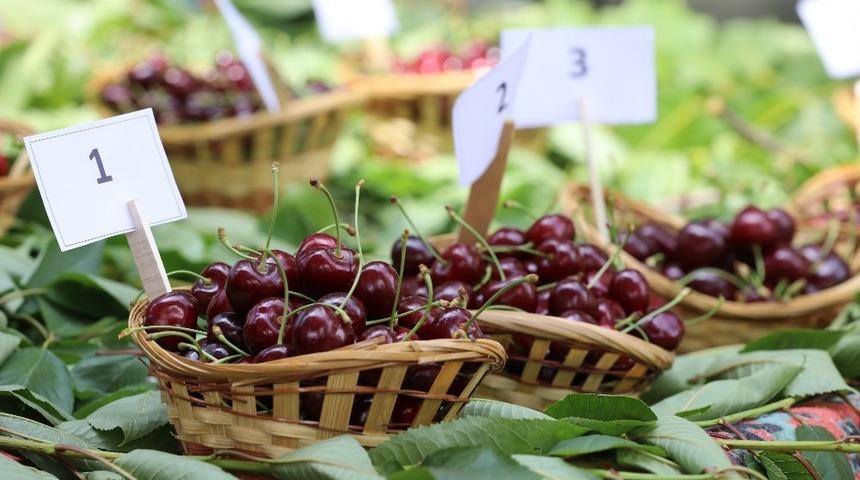 Belenbaşı’nda 14’üncü kiraz şöleni