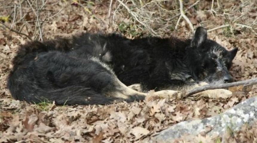 T&uuml;rkiye'de nadir g&ouml;r&uuml;len siyah kurt b&ouml;yle kurtarıldı