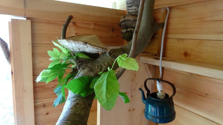 Bu ağaç eve 500 metrelik teleferikle ulaşılıyor G2