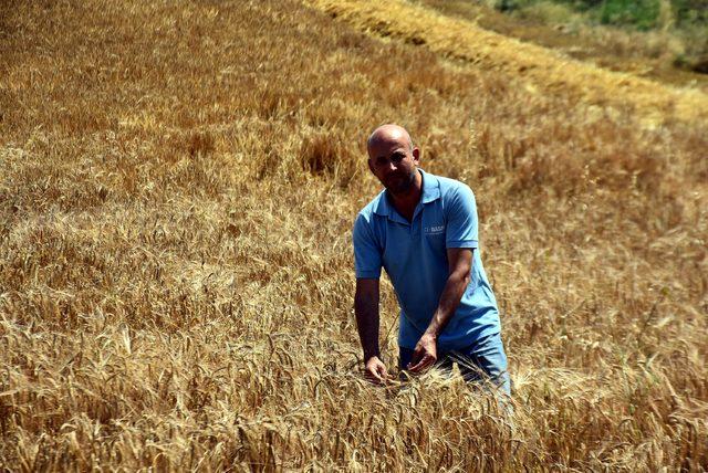 Edirne'de verimi yüzde 30 artan arpa çiftçinin yüzünü güldürdü