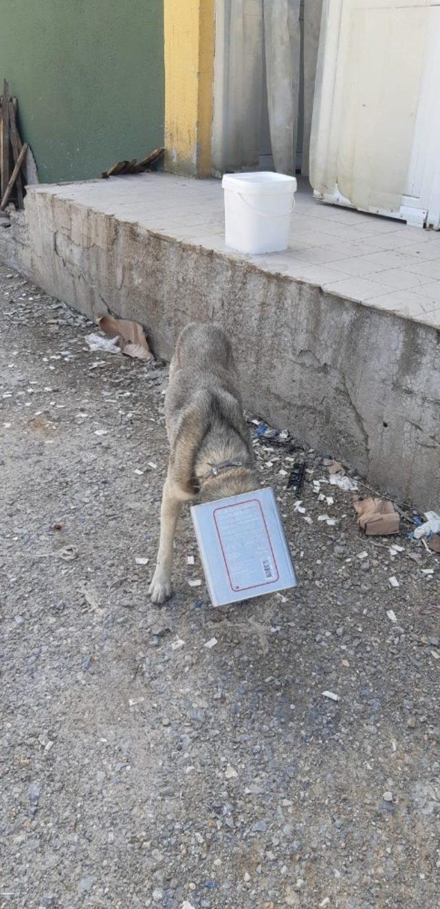 Başına teneke sıkışan köpeği itfaiye kurtardı