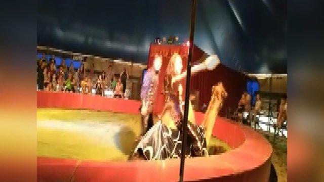 Sirkteki gösteride eğitmen devenin üzerinden düştü