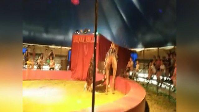 Sirkteki gösteride eğitmen devenin üzerinden düştü