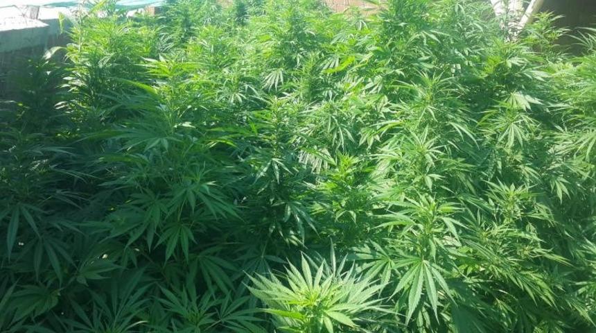 Jandarma&rsquo;dan kenevir operasyonu