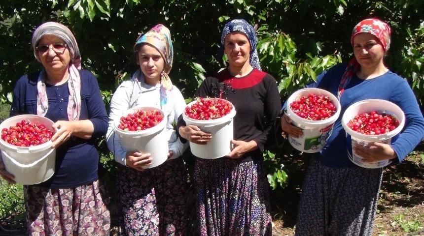 Erzincan’da kiraz üreticisinin yüzü gülüyor
