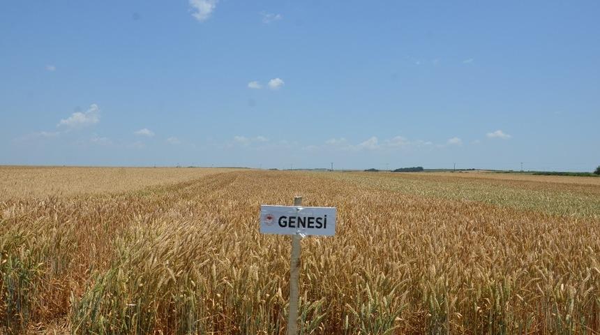 Tekirdağ&rsquo;da buğday &ccedil;eşitliliği artacak
