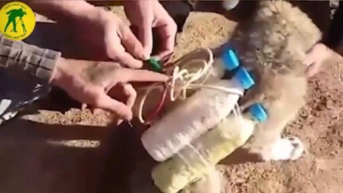 IŞİD yavru k&ouml;peklerin sırtına patlayıcı bağlıyor! 
