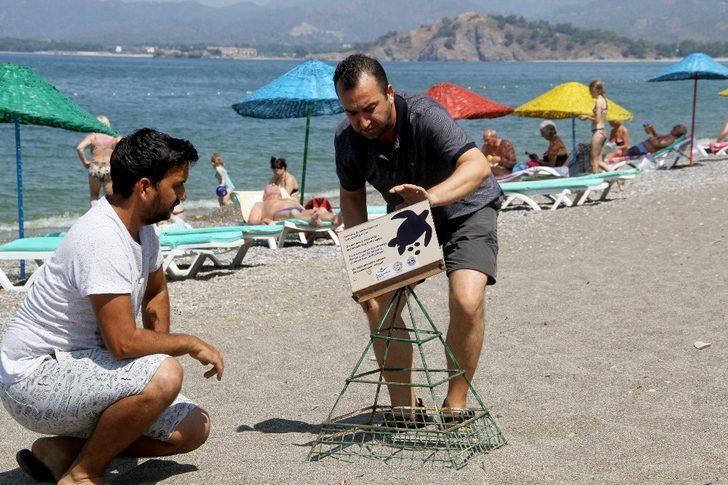 Carettalar kıyılara yumurta bırakmaya başladı G3