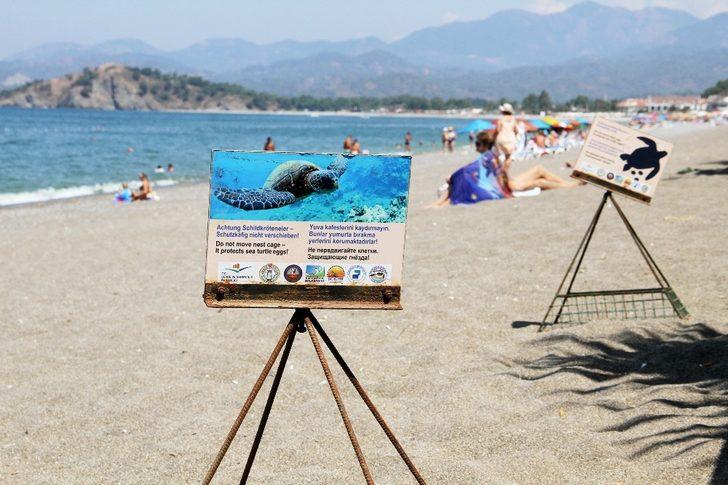 Carettalar kıyılara yumurta bırakmaya başladı G4