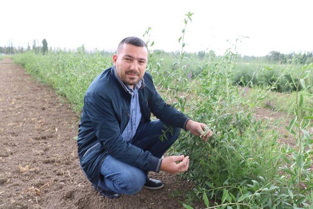 Goji Berry hasadı için gün sayılıyor