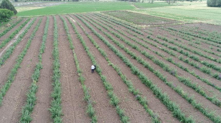 Goji Berry hasadı i&ccedil;in g&uuml;n sayılıyor