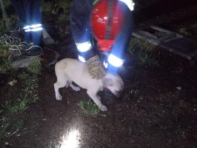 İtfaiye, 18 metre derinliğindeki kuyuya düşen köpeği kurtardı