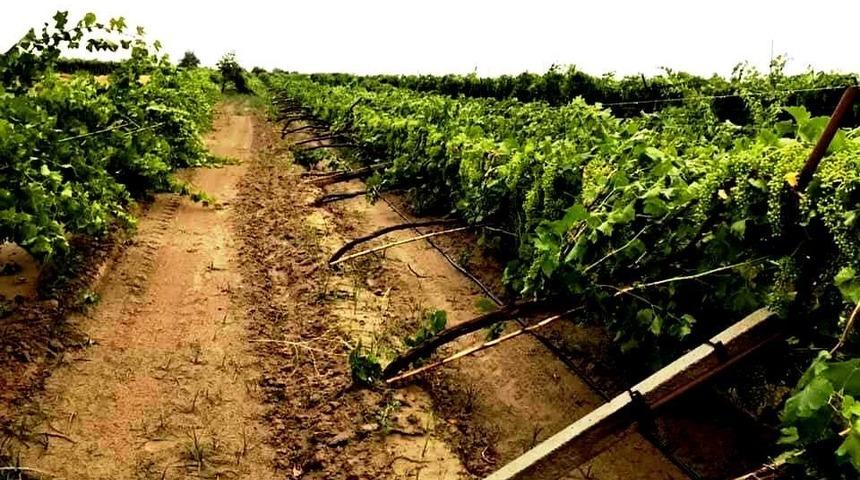 Dolu üzüm bağlarında zarara yol açtı