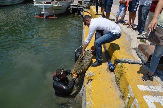 Dalyan’da su altı temizliği