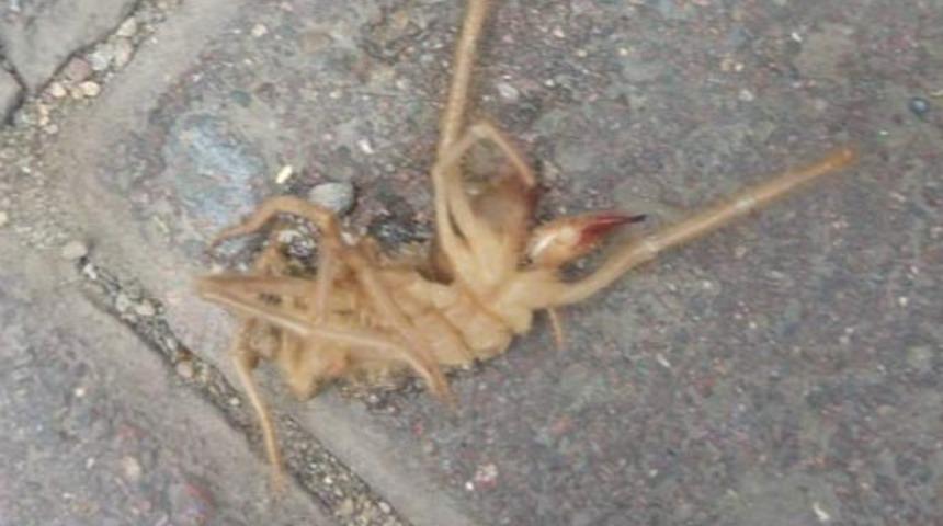 Kayseri'de ikinci kez 'Sarıkız' paniği