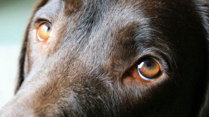 İnanılmaz keşif: Köpeklerin yüz kasları evrimleşti, Peki neden?