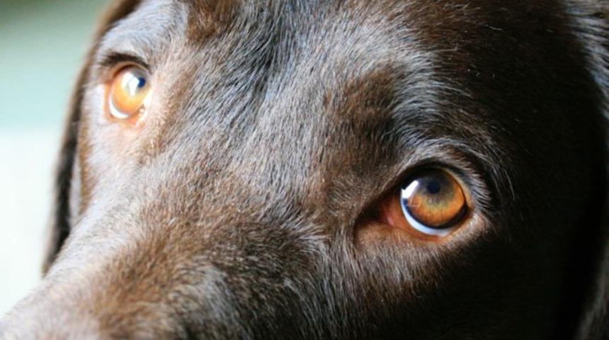 İnanılmaz keşif: K&ouml;peklerin y&uuml;z kasları evrimleşti, Peki neden?