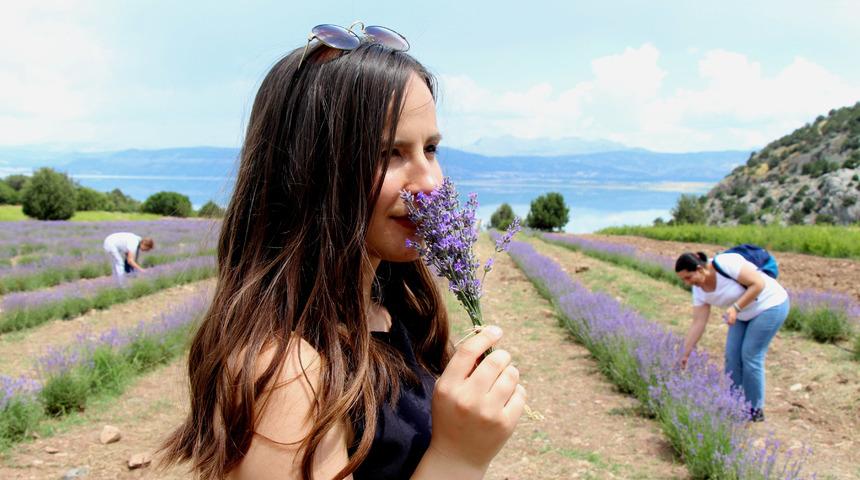  Lisinia'da lavantalar açtı, ziyaretçiler akın etti