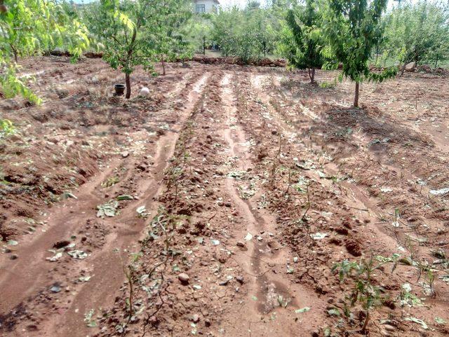 Tokat'ta dolu, 500 dekar tarım arazisine zarar verdi