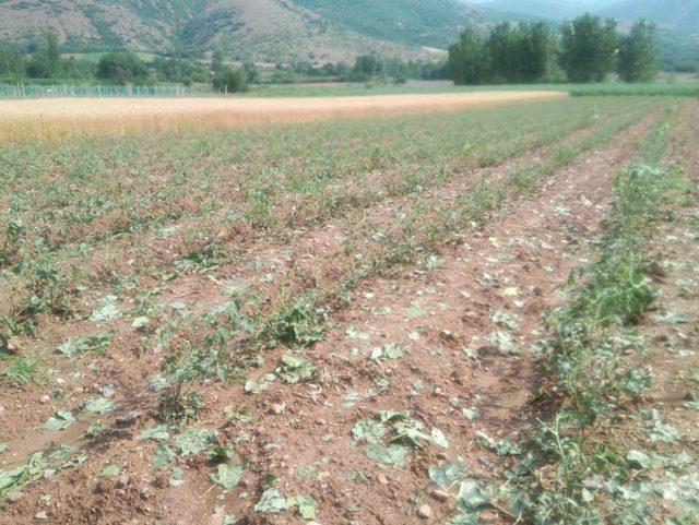 Tokat'ta dolu, 500 dekar tarım arazisine zarar verdi