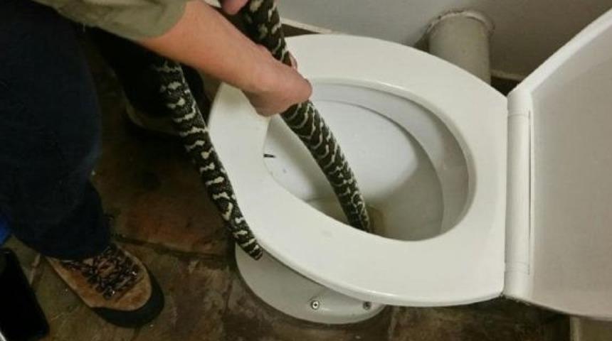 Yılanın bu tuhaf eylemine tanık olan bilim insanları bile gözlerine inanamıyor!