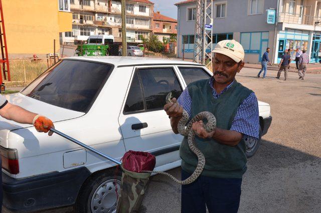 Otomobil tamponundaki yılanı elleriyle çıkardı