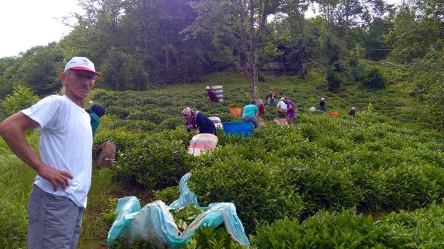 'Çaya Geliyoruz' projesi ile şehit annesinin çay hasadını yaptılar