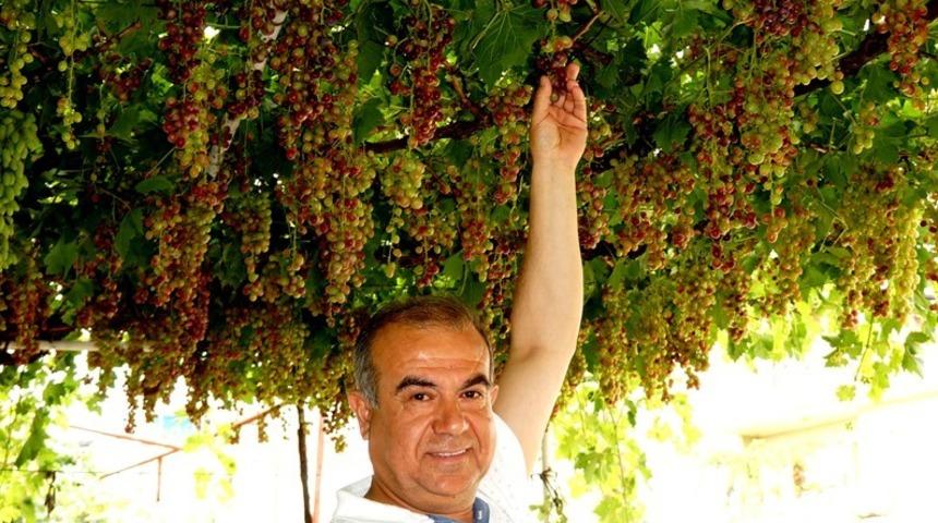 Sarıg&ouml;l&rsquo;de mevsimin ilk &uuml;z&uuml;m&uuml; yetişti