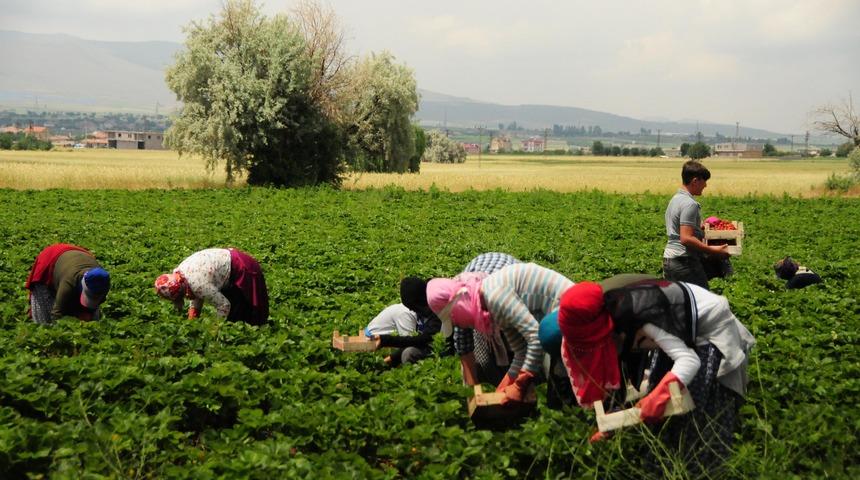 Nevşehir'den Arap &uuml;lkelerine &ccedil;ilek ihracı