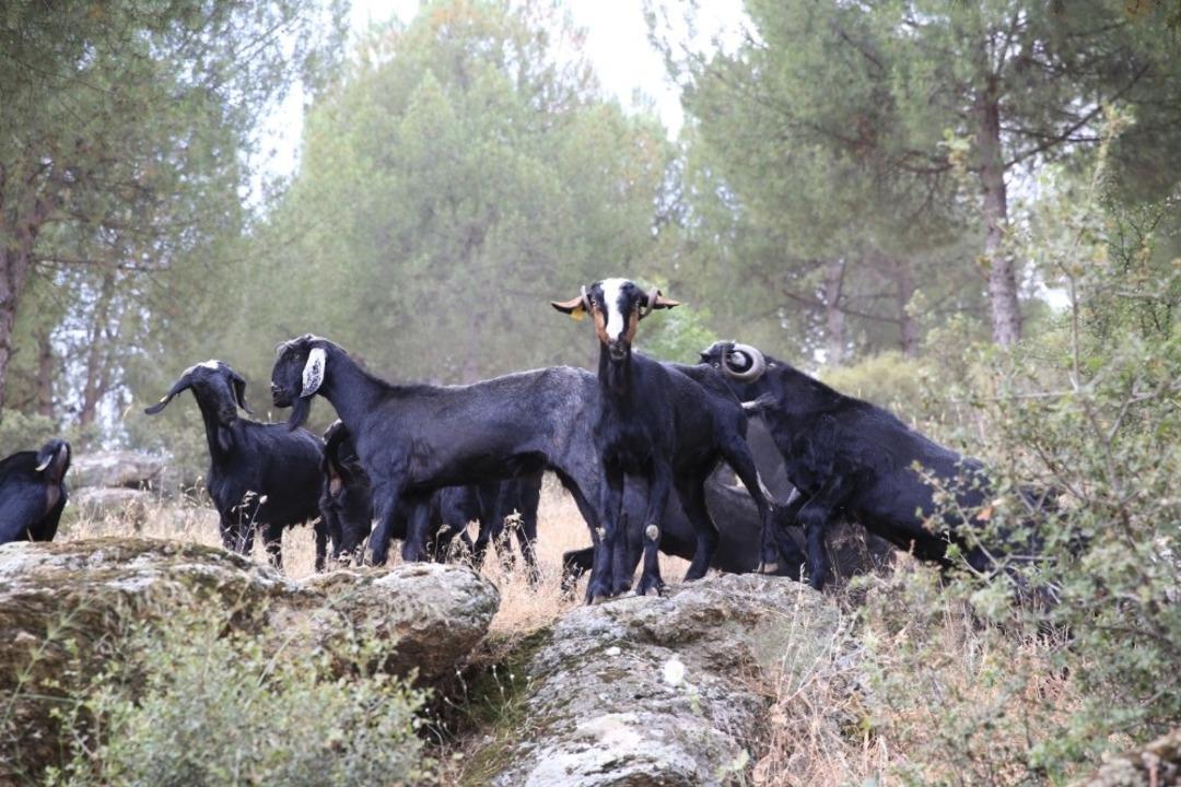 Aydın&rsquo;da ke&ccedil;icilik gelişiyor