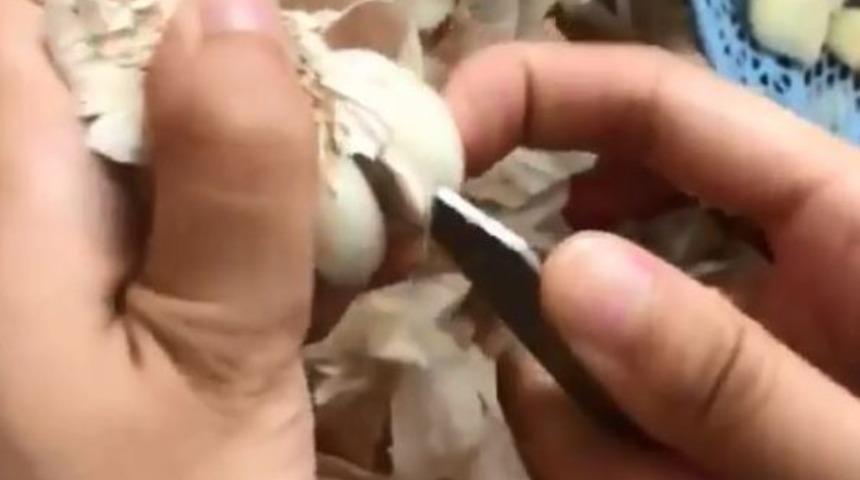 Akıllara durgunluk veren sarımsak soyma hilesi