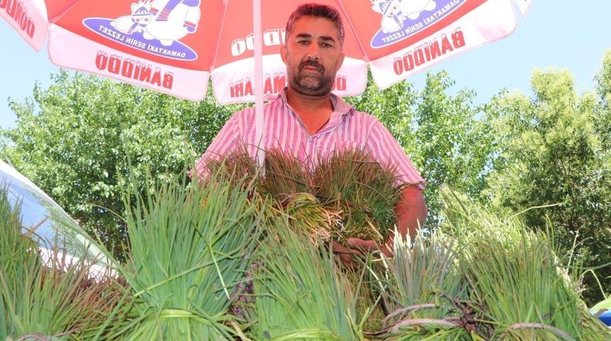 Siirt&rsquo;te peynir yapımında kullanılan &rsquo;Sirik&rsquo; otu piyasaya &ccedil;ıktı