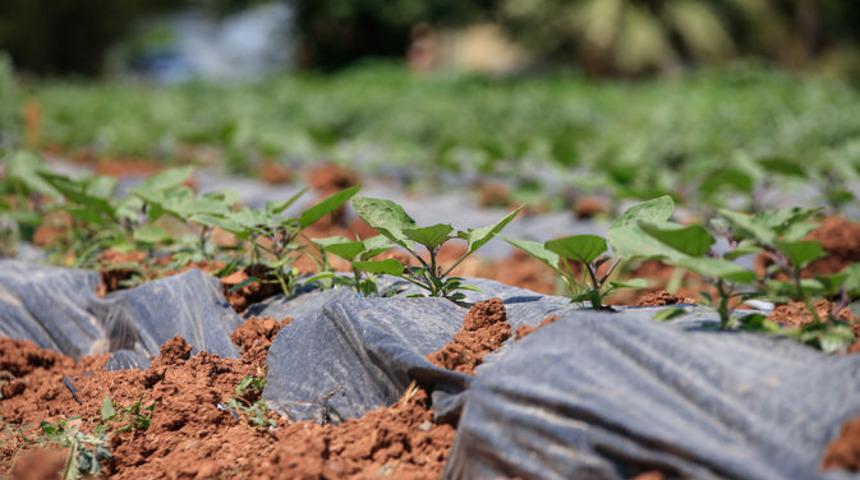 30 yıl &ouml;nce 'uyutulan' tohumlar toprakla buluştu