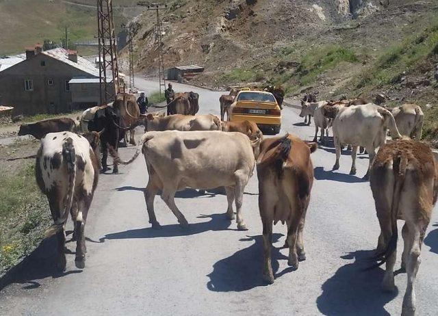 Zabıta ekipleri şehir merkezine başıboş bırakılan hayvanları topladı