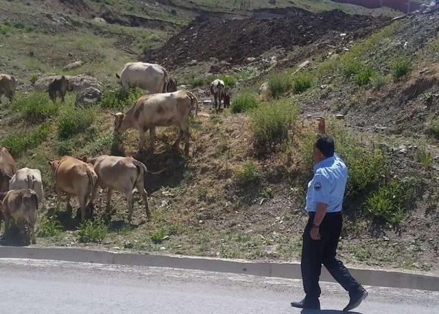 Zabıta ekipleri şehir merkezine başıboş bırakılan hayvanları topladı