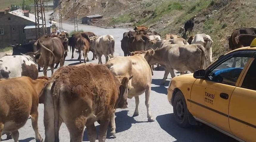 Zabıta ekipleri şehir merkezine başıboş bırakılan hayvanları topladı