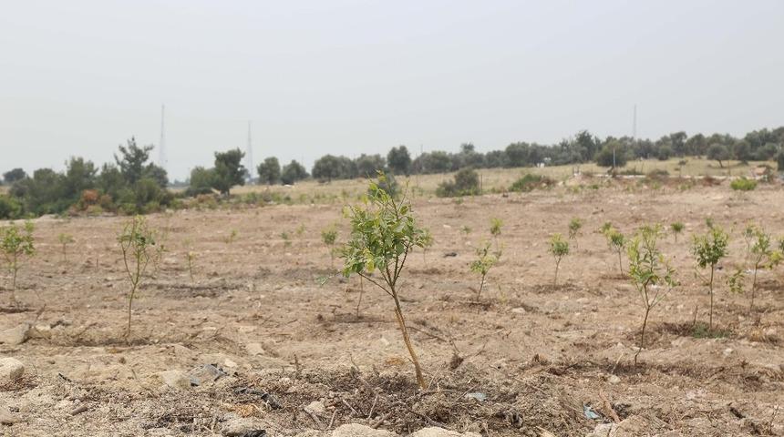 Ormanlık alanın bahçe haline getirilmesine tepki