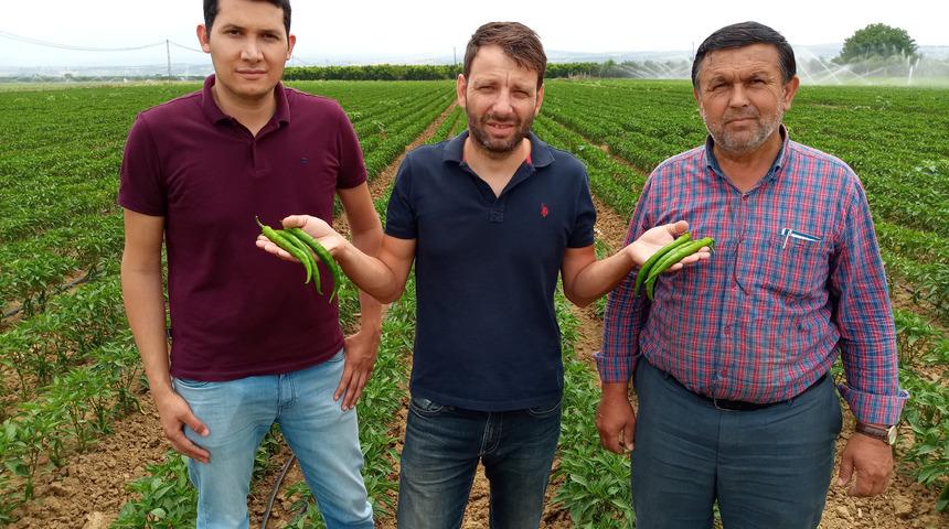 Avrupa’nın biberi Yenişehir’den! Biberin tarlada fiyatı 3 lira 