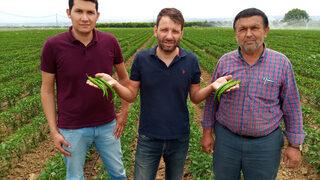 Avrupa’nın biberi Yenişehir’den! Biberin tarlada fiyatı 3 lira 