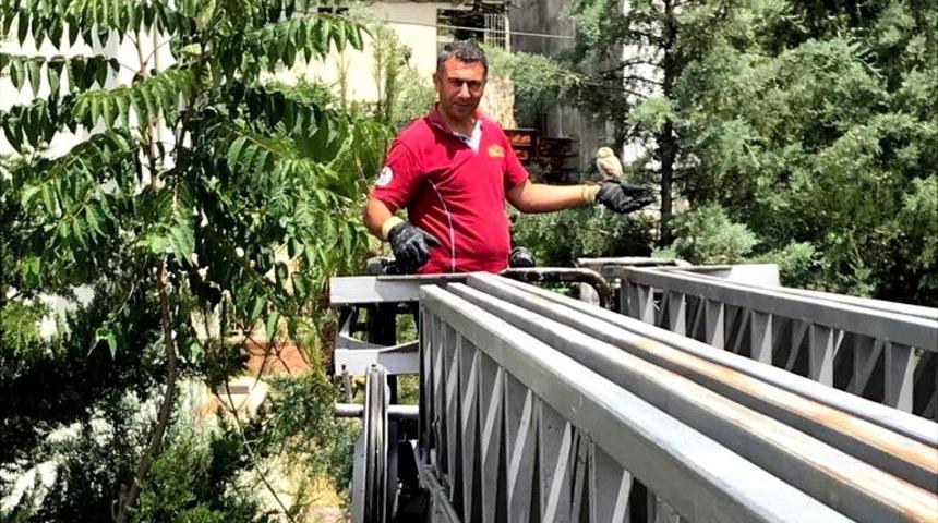 Yuvadan d&uuml;şen puhu kuşu yuvasına bırakıldı