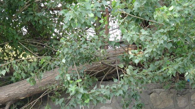 Karabük'te şiddetli rüzgarda ağaçlar devrildi