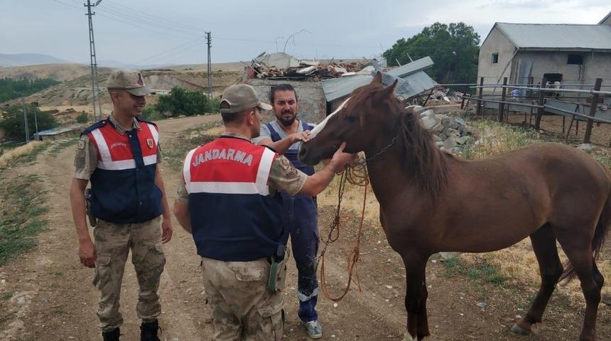 At hırsızı yakalandı