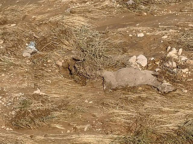 Kırşehir’de sele kapılan koyunlar telef oldu