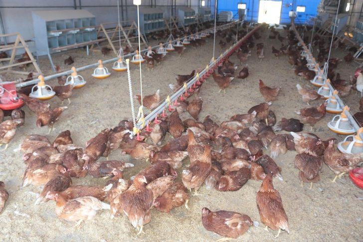 (Özel) Akademik yumurtalar satışa çıkıyor G1